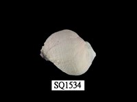 藏品(紫口珊瑚螺)的圖片